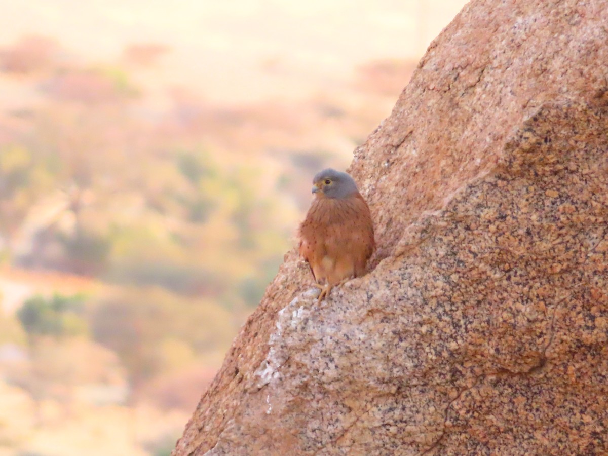 Rock Kestrel - ML644758342