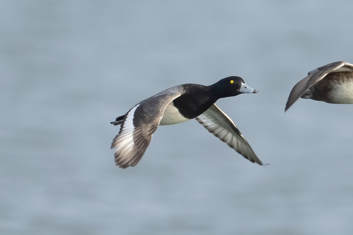 bergand - ML644758356