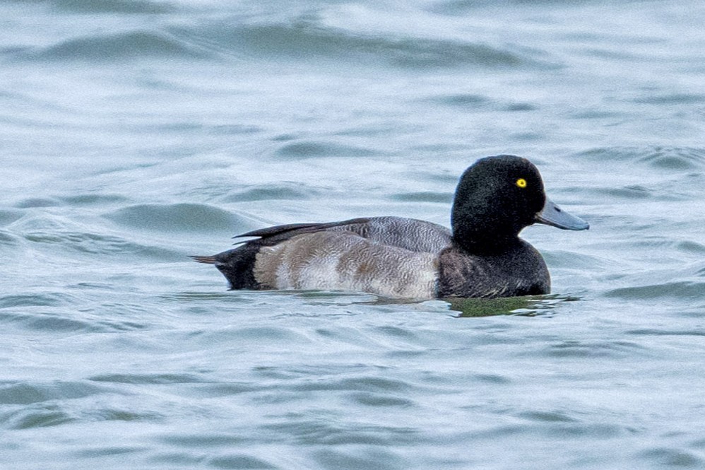 bergand - ML644758367