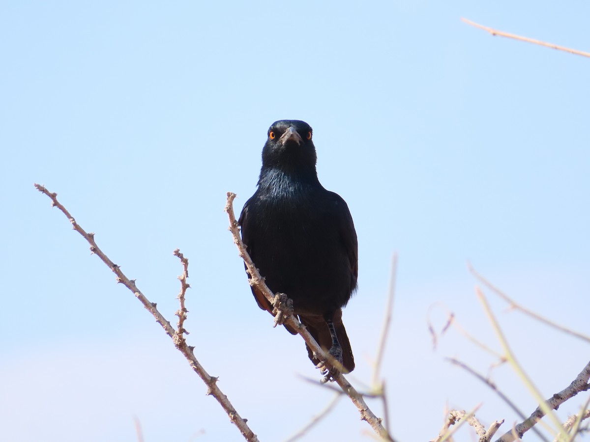 Pale-winged Starling - ML644758370