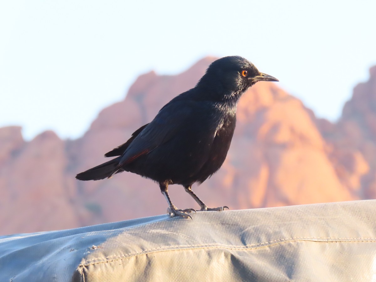 Pale-winged Starling - ML644758371