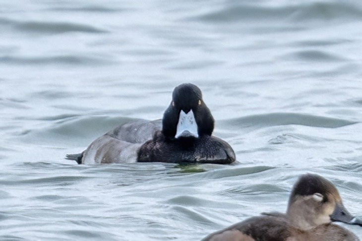 bergand - ML644758376