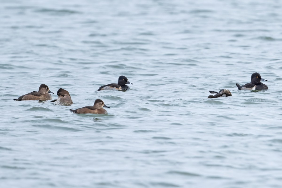 Ring-necked Duck - ML644758384