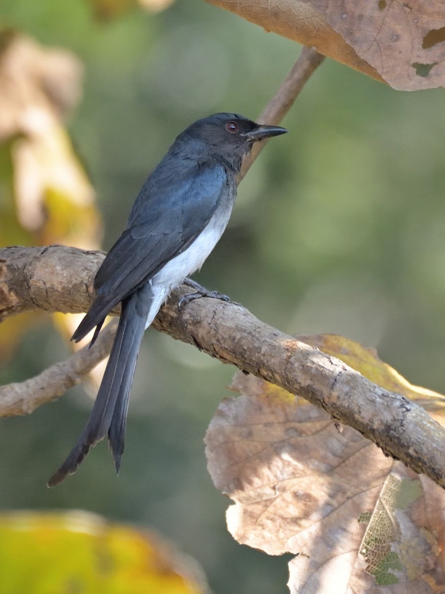 hvitbukdrongo - ML644758385