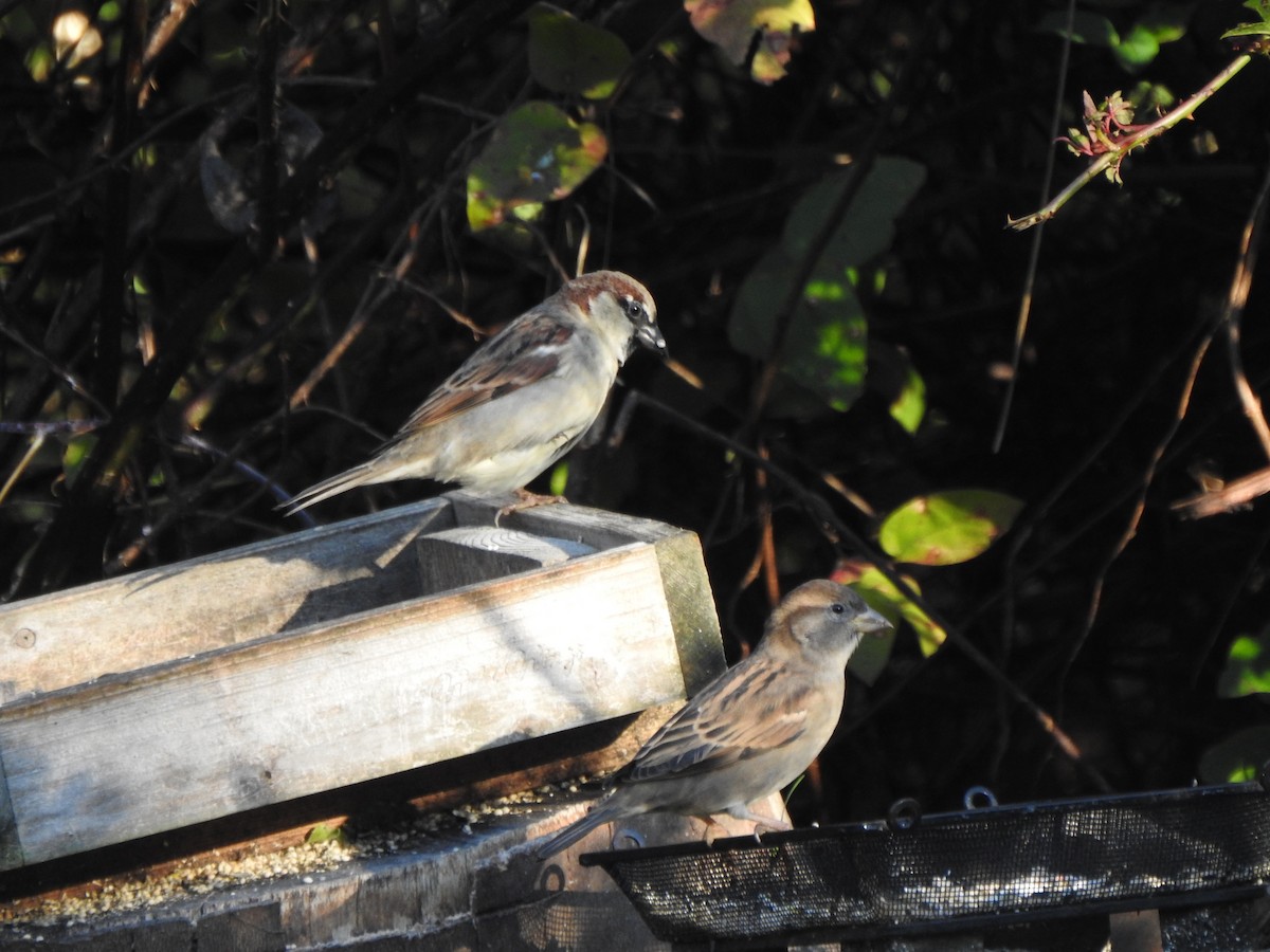 イエスズメ - ML644758397