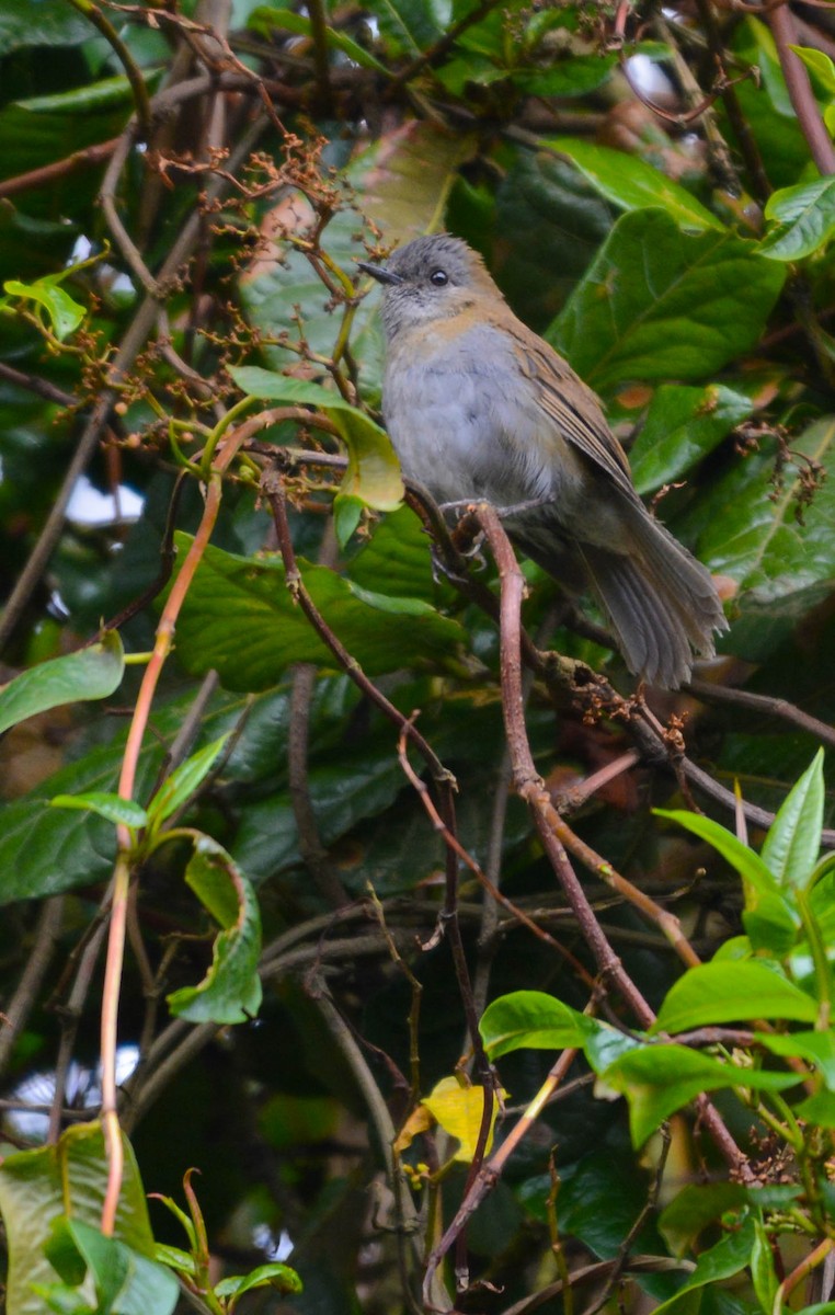 Grive à bec noir - ML644758407