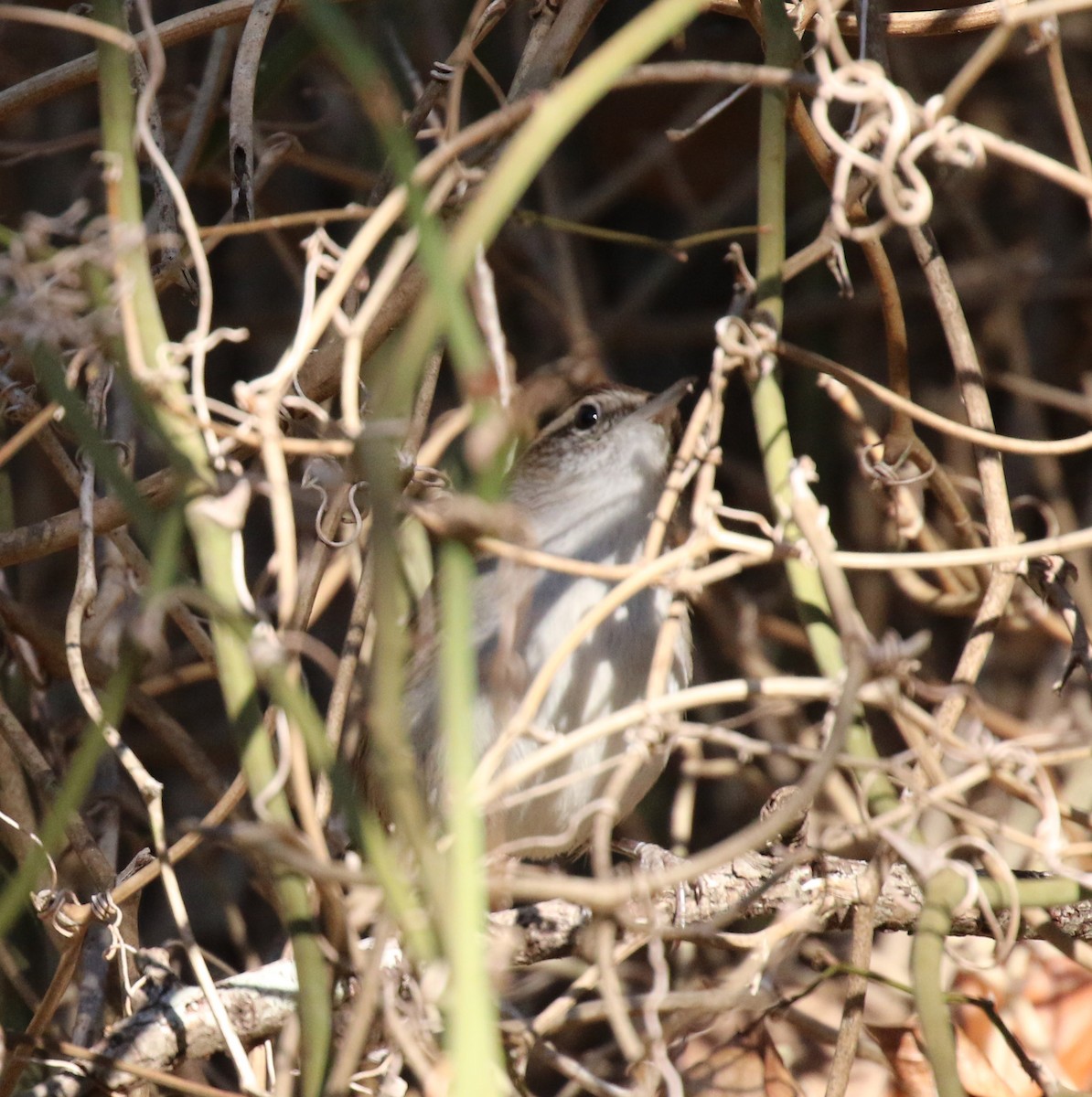 Підбуреник - ML644758412