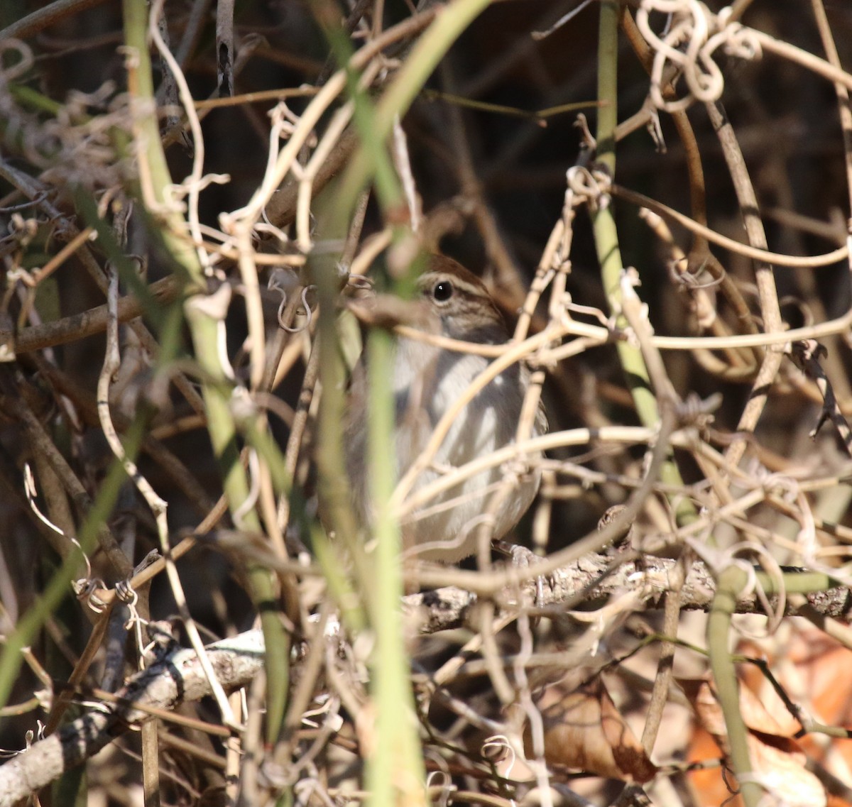 Підбуреник - ML644758413