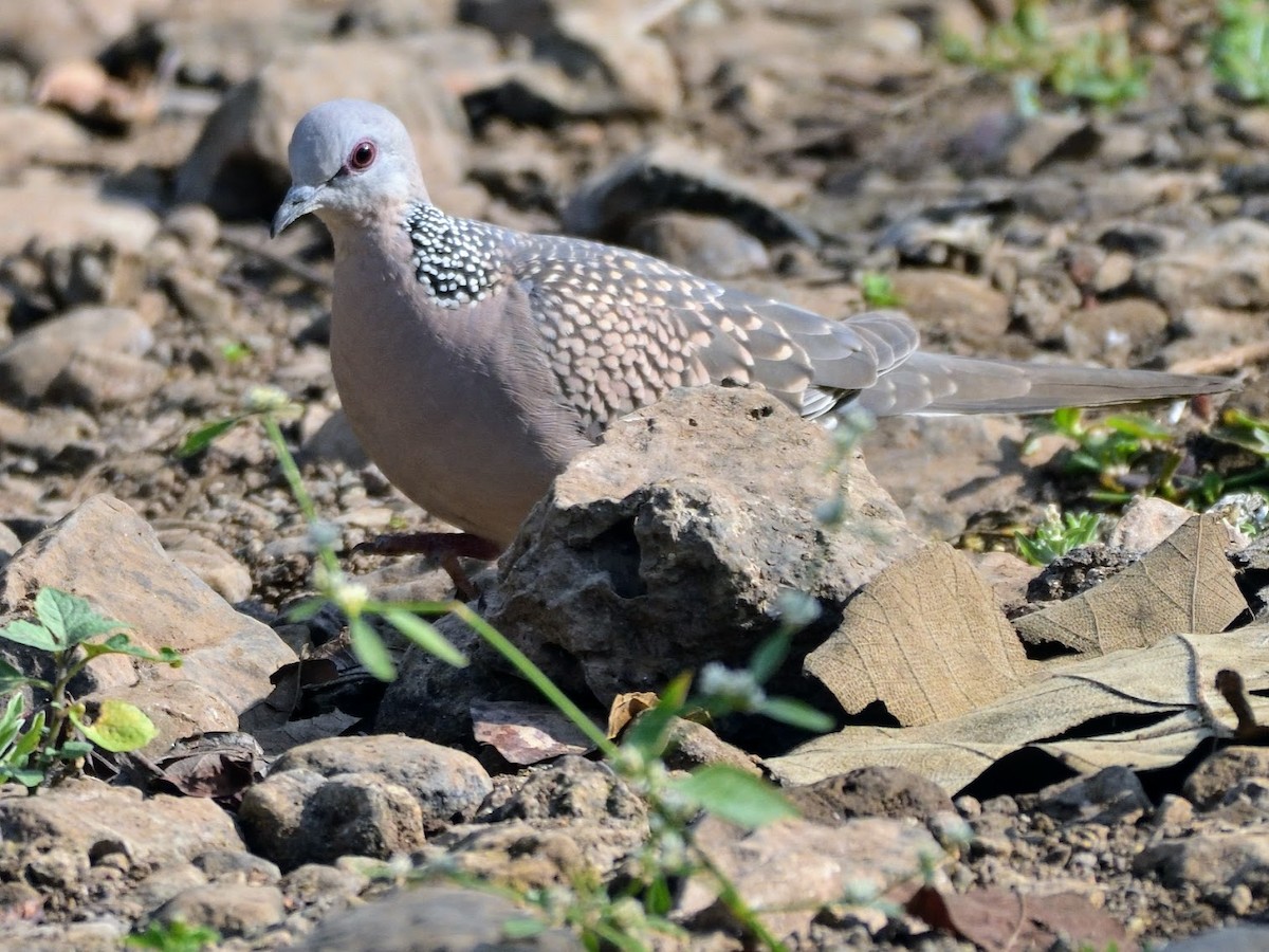 perlekragedue - ML644758422