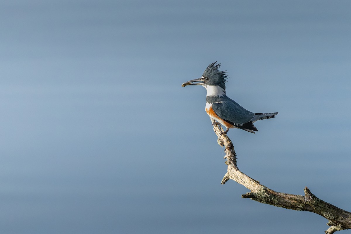 Belted Kingfisher - ML644758433