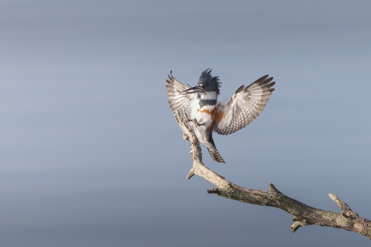 Belted Kingfisher - ML644758434