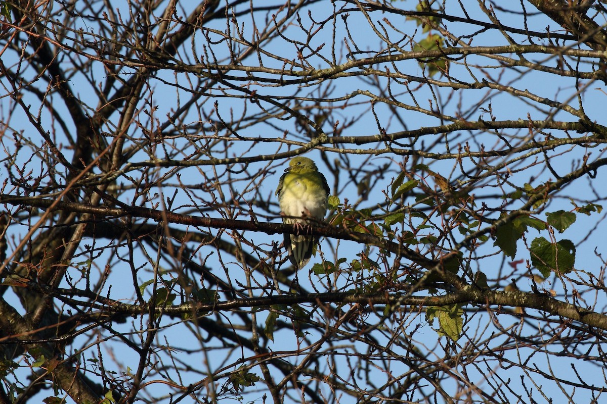 holub východní - ML644758435