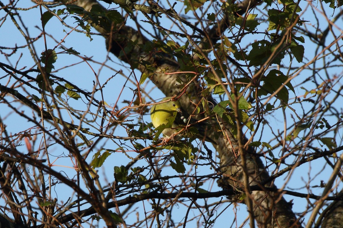 holub východní - ML644758436