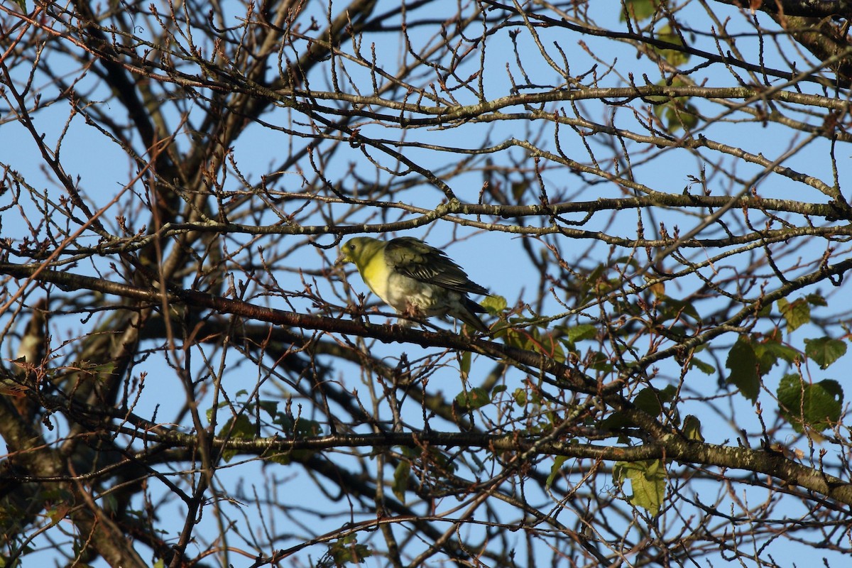 holub východní - ML644758437