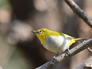 lundbrillefugl - ML644758440