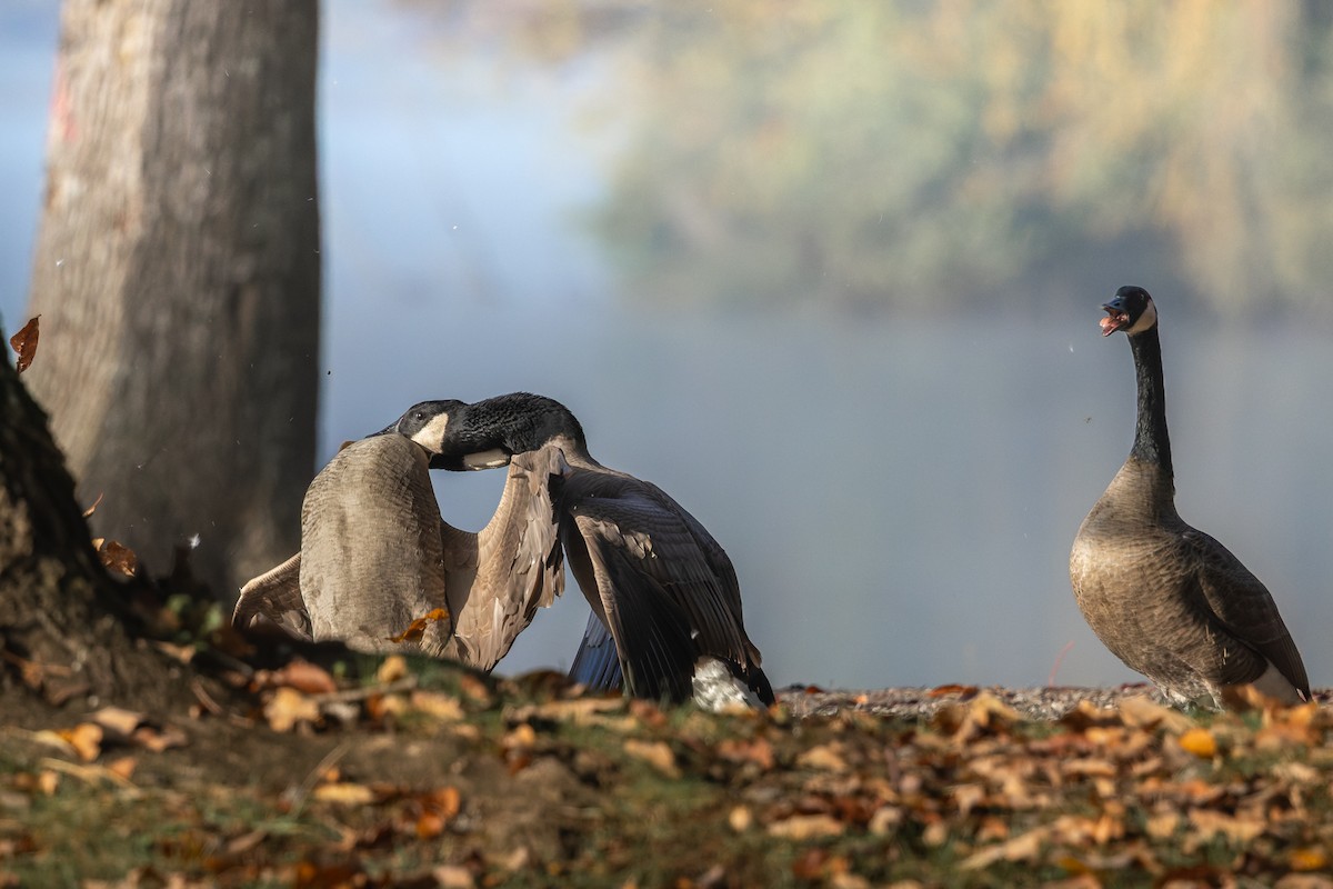 Canada Goose - ML644758441
