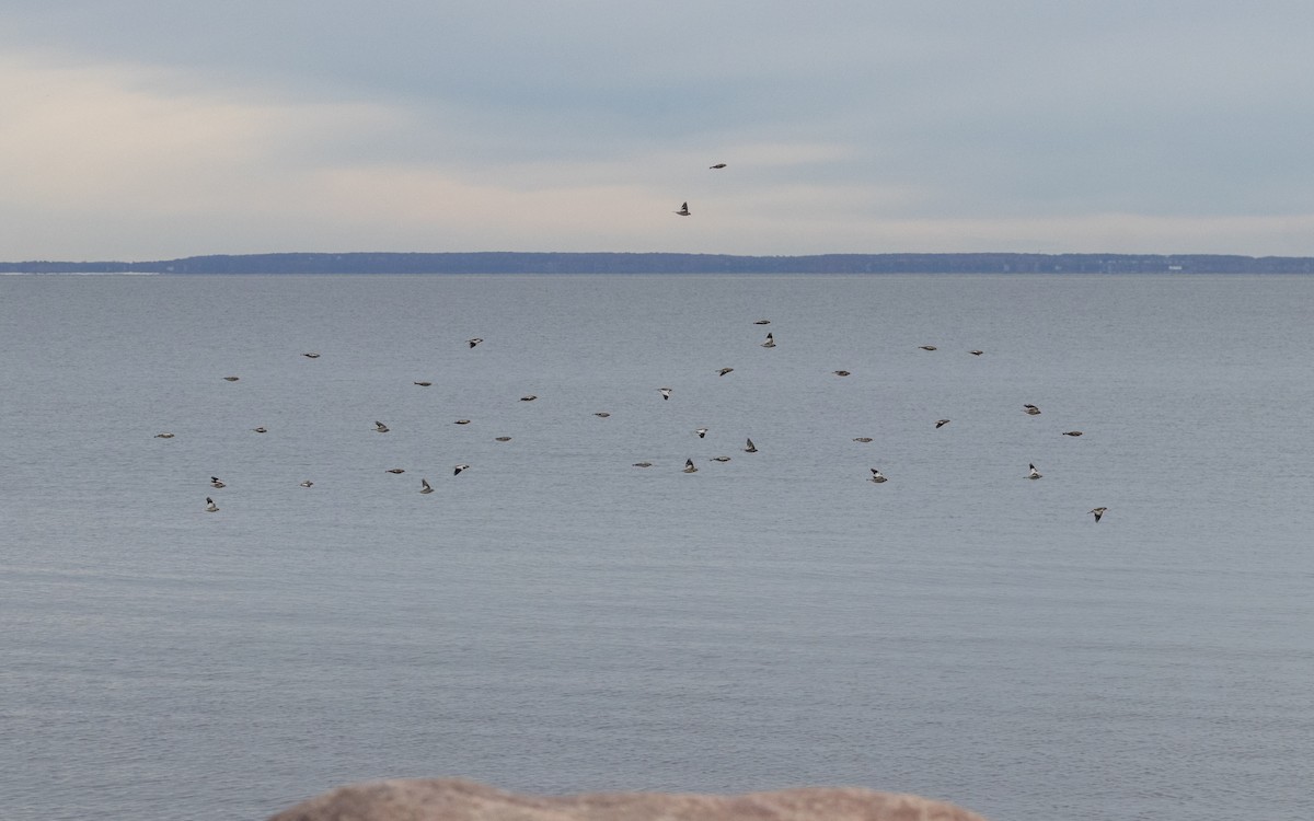 Plectrophane des neiges - ML644758444