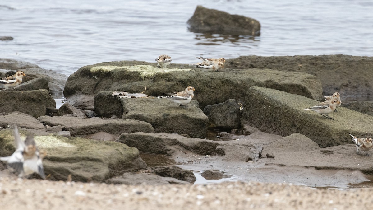 Plectrophane des neiges - ML644758446