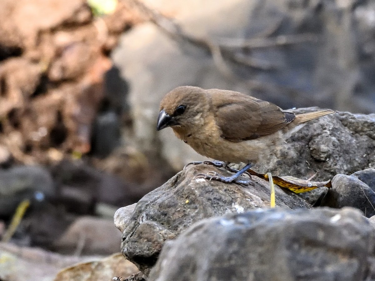 gulstrupesteinspurv - ML644758449