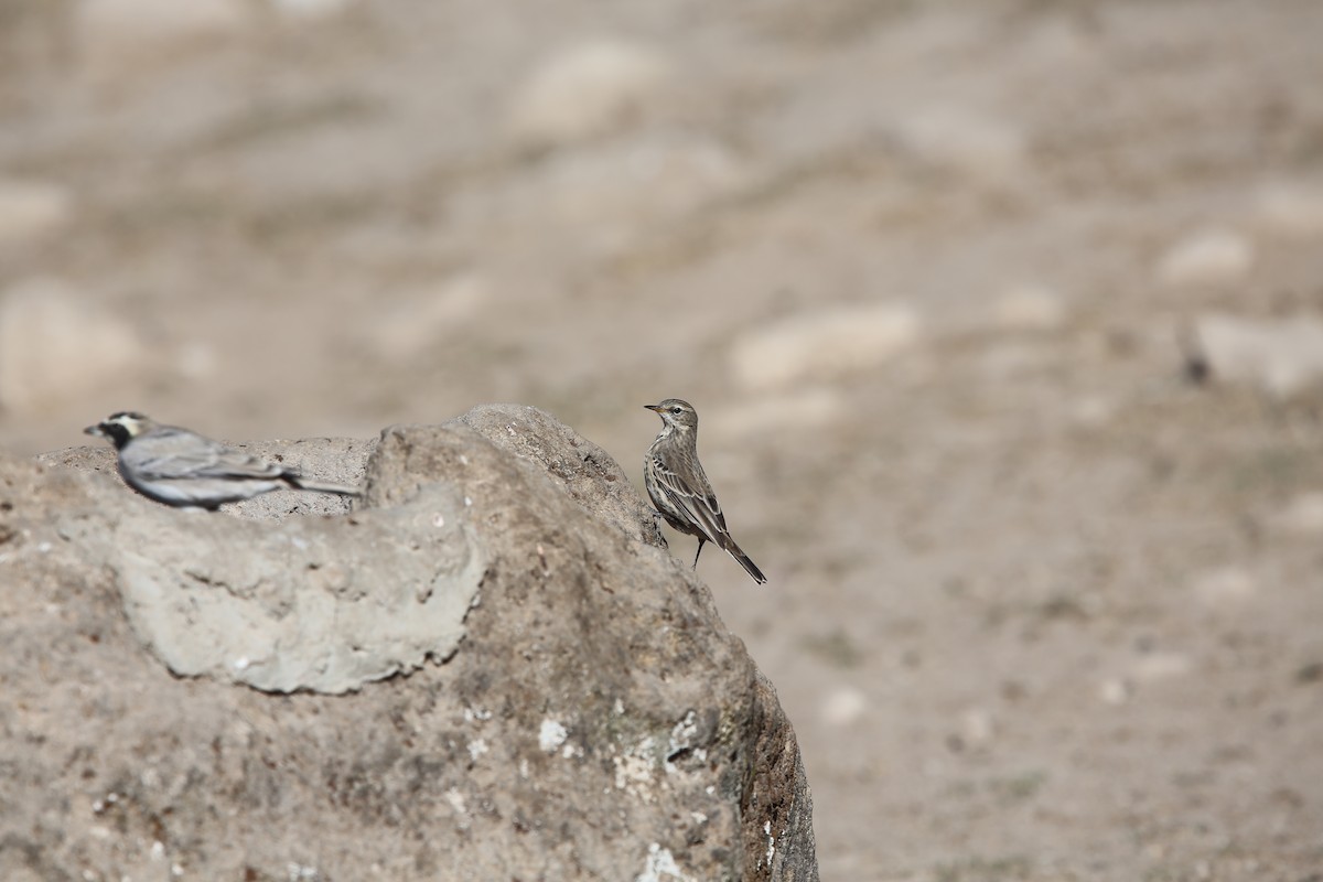 Pipit spioncelle - ML644758459