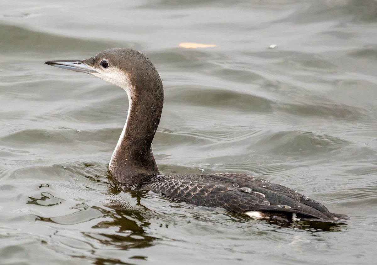 צוללן שחור-גרון - ML644758474