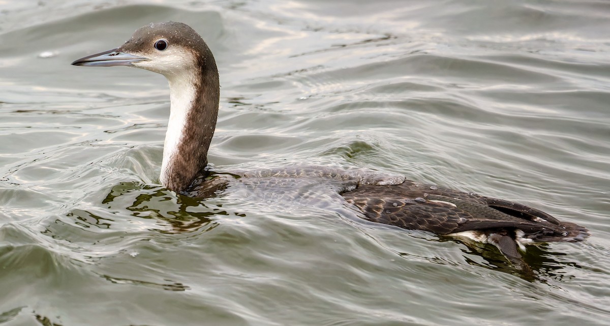 צוללן שחור-גרון - ML644758475