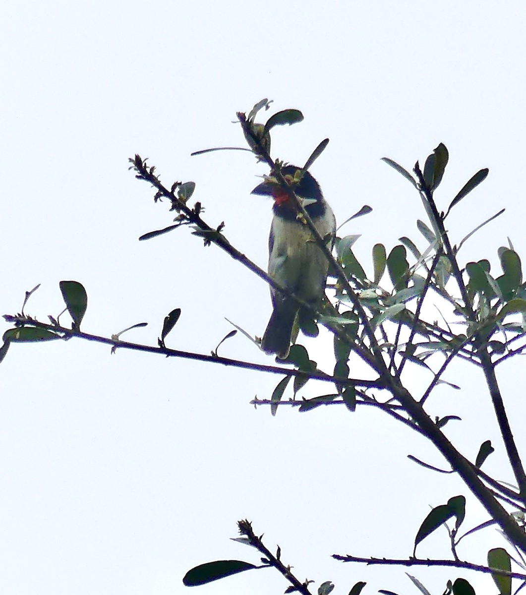 Black-collared Barbet - ML644758484