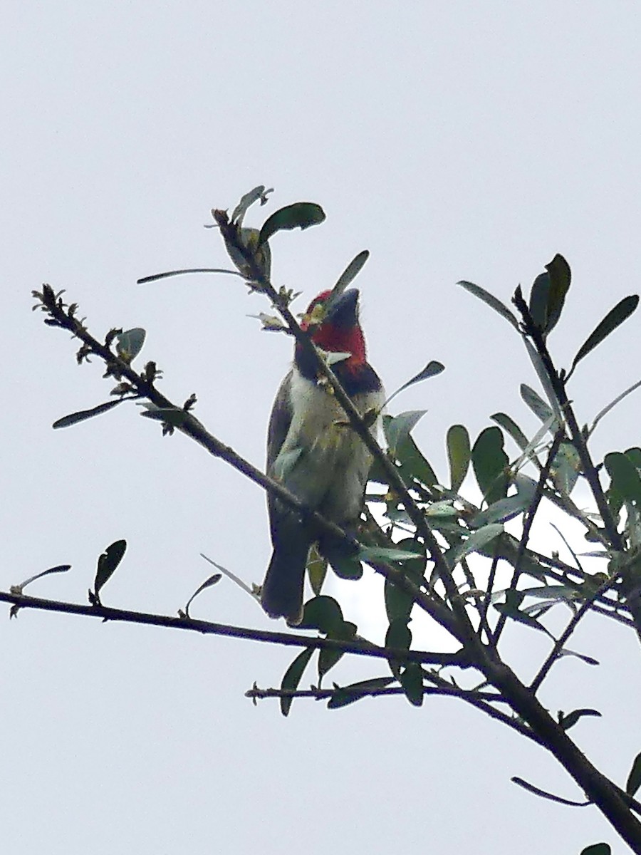 Black-collared Barbet - ML644758485
