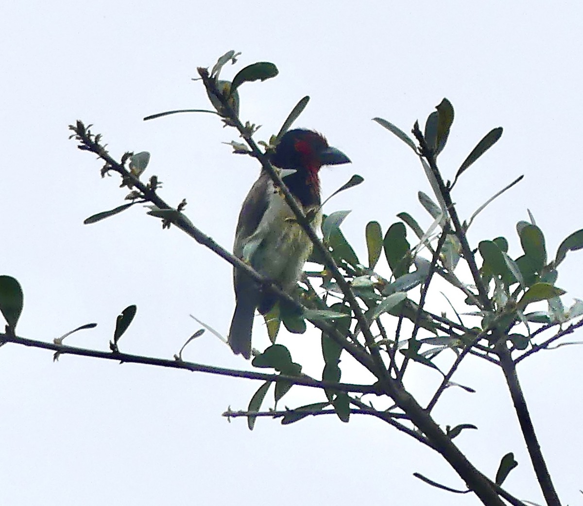 Black-collared Barbet - ML644758486