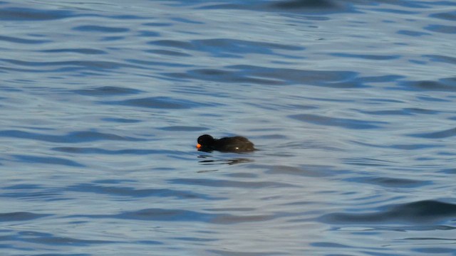 Macreuse à bec jaune - ML644758487