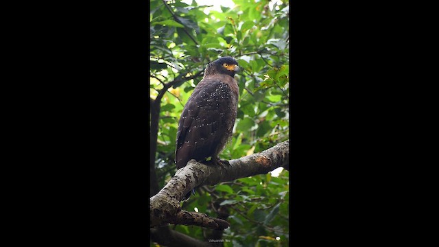 Serpentaire bacha - ML644758500