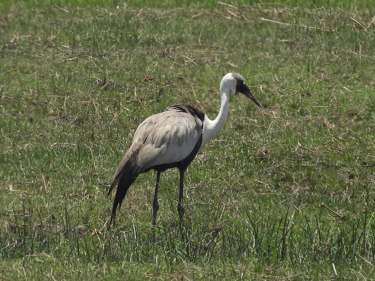 Grue caronculée - ML644758507