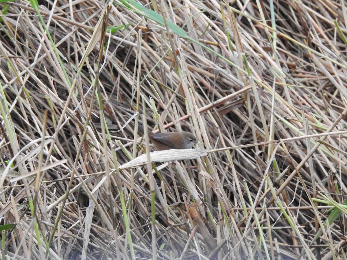 Cetti's Warbler - ML644758520