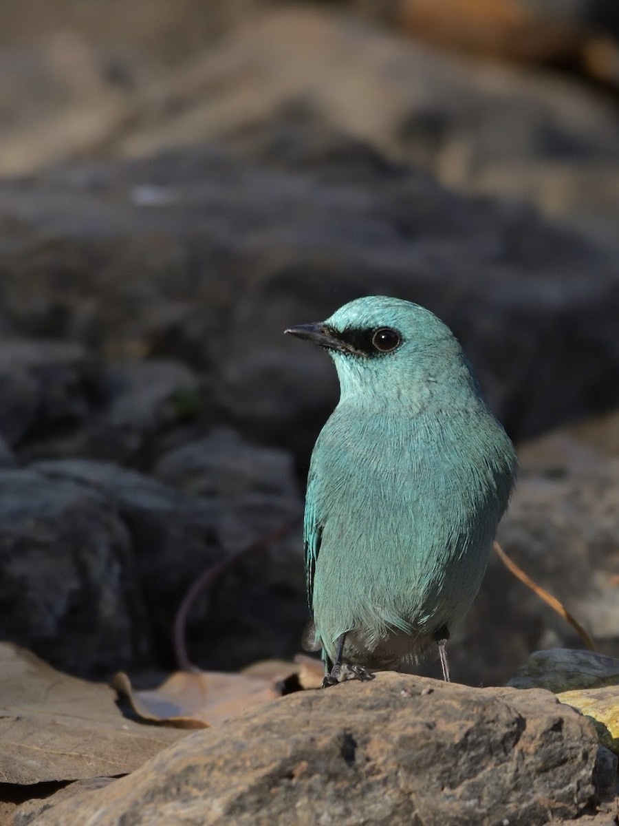 talassinfluesnapper - ML644758527