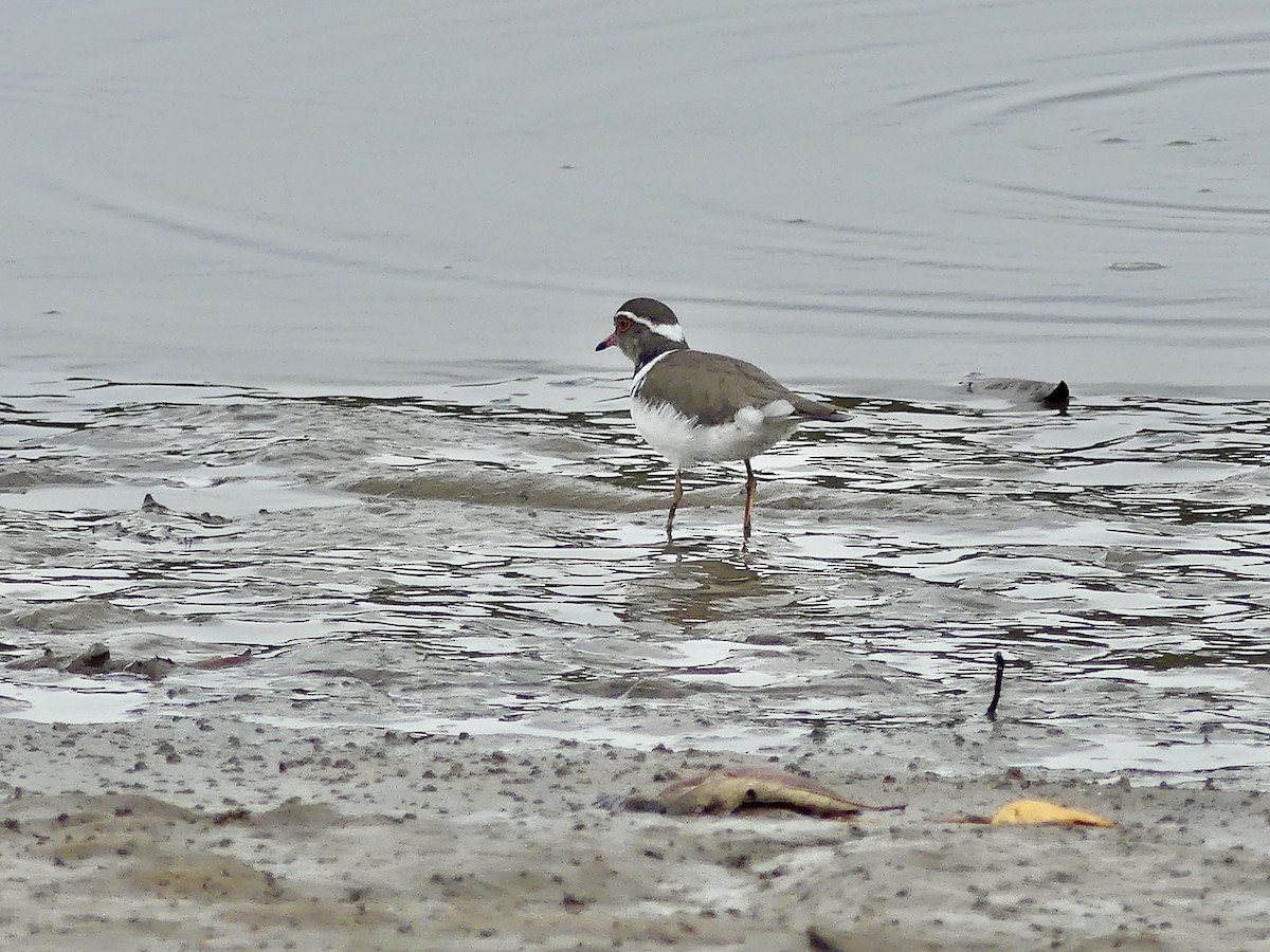 ミスジチドリ（tricollaris） - ML644758534