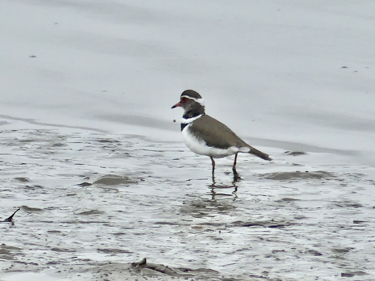 ミスジチドリ（tricollaris） - ML644758535