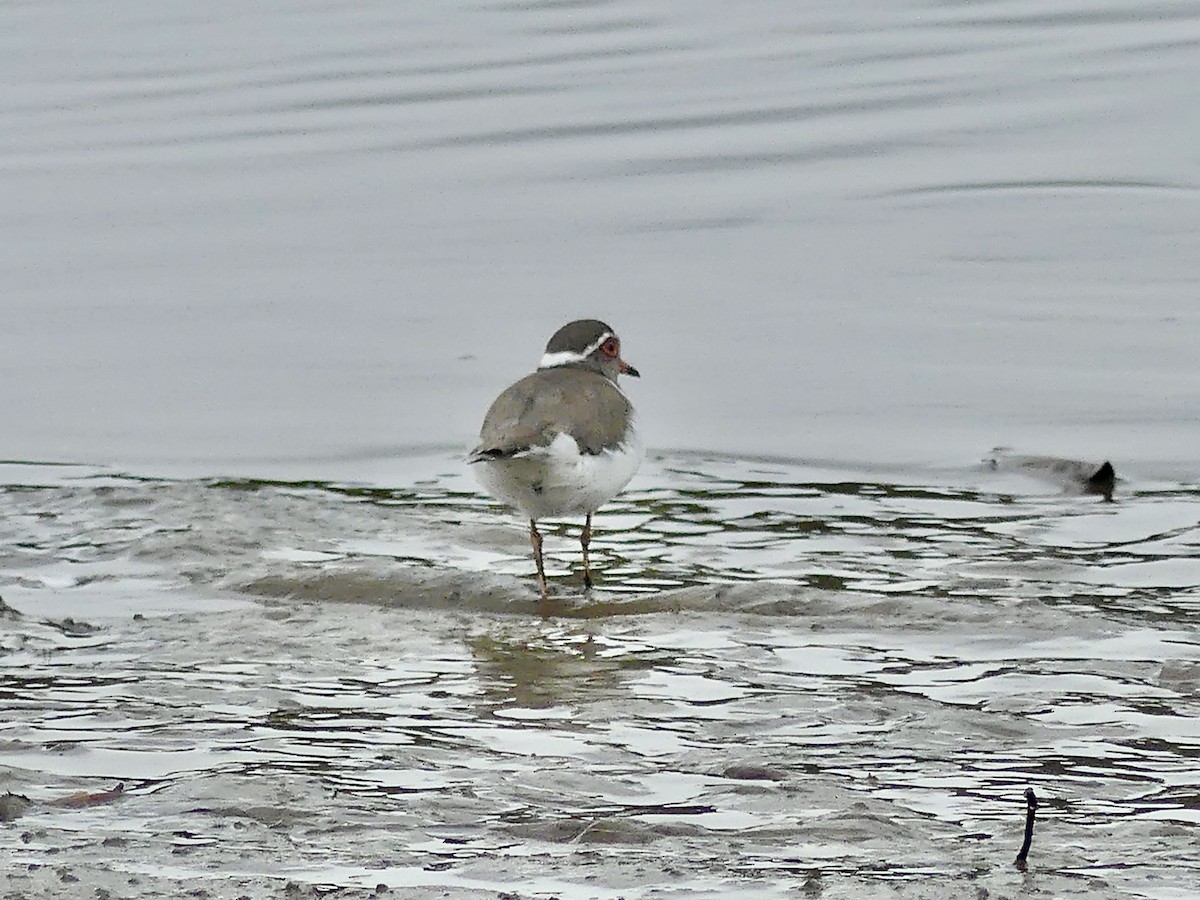 ミスジチドリ（tricollaris） - ML644758536