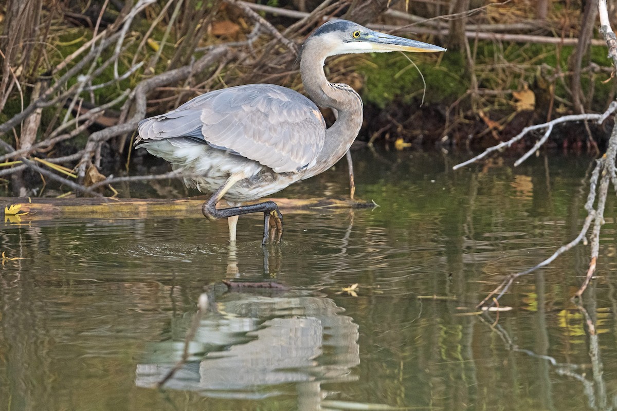 Great Blue Heron - ML644758538
