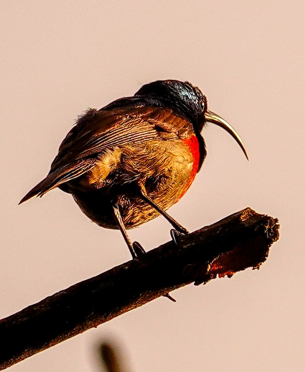 strdimil západokapský - ML644758540