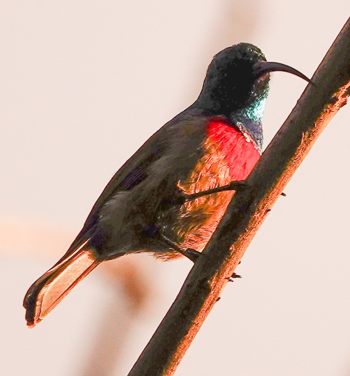 strdimil západokapský - ML644758541