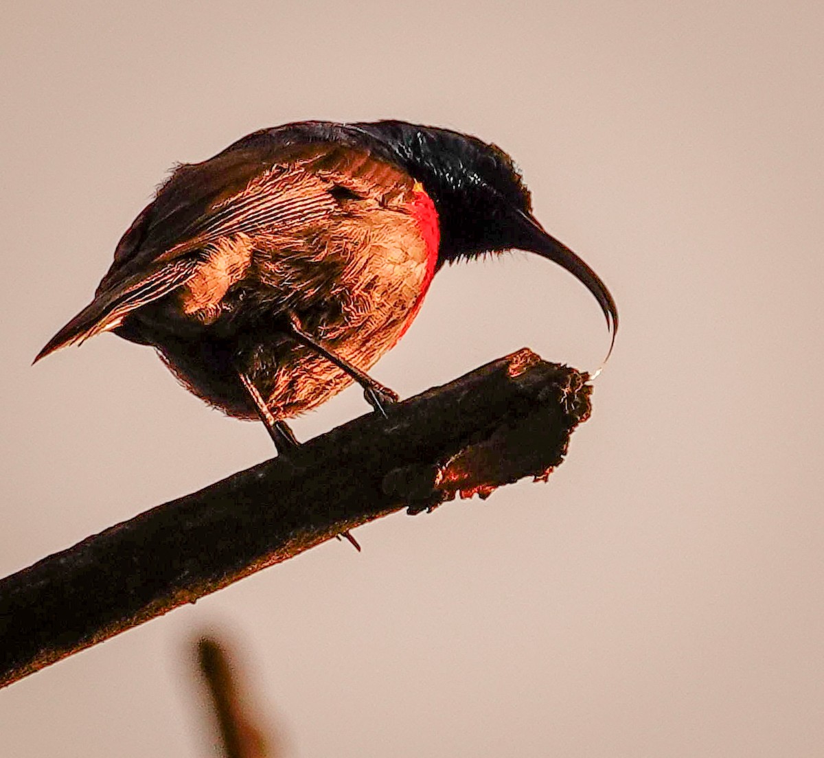 strdimil západokapský - ML644758542