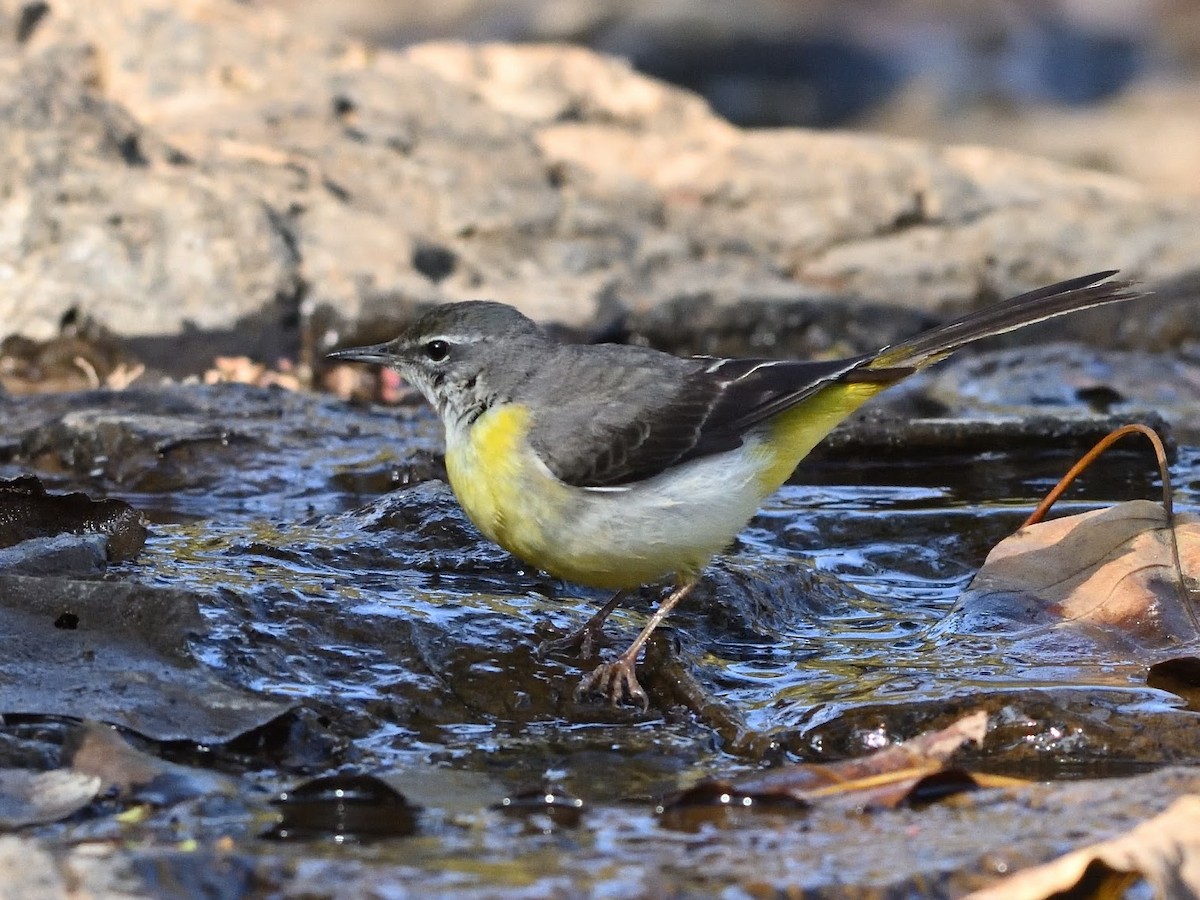 vintererle - ML644758543