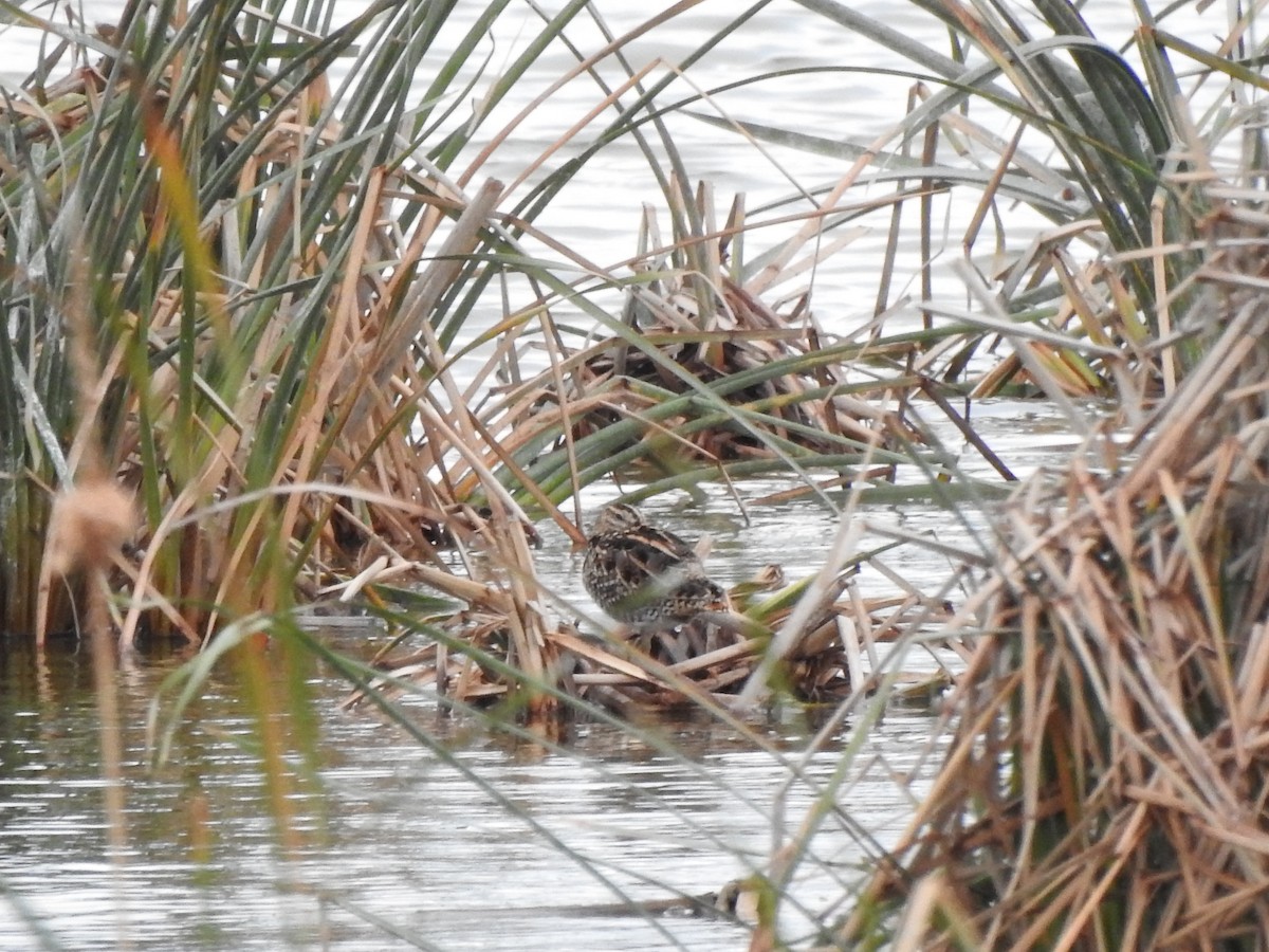 Agachadiza Común - ML644758547