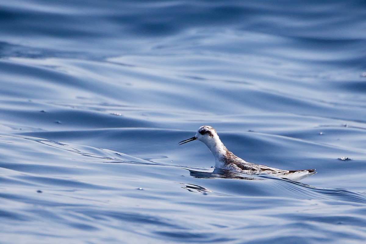 Плавунець круглодзьобий - ML644758552