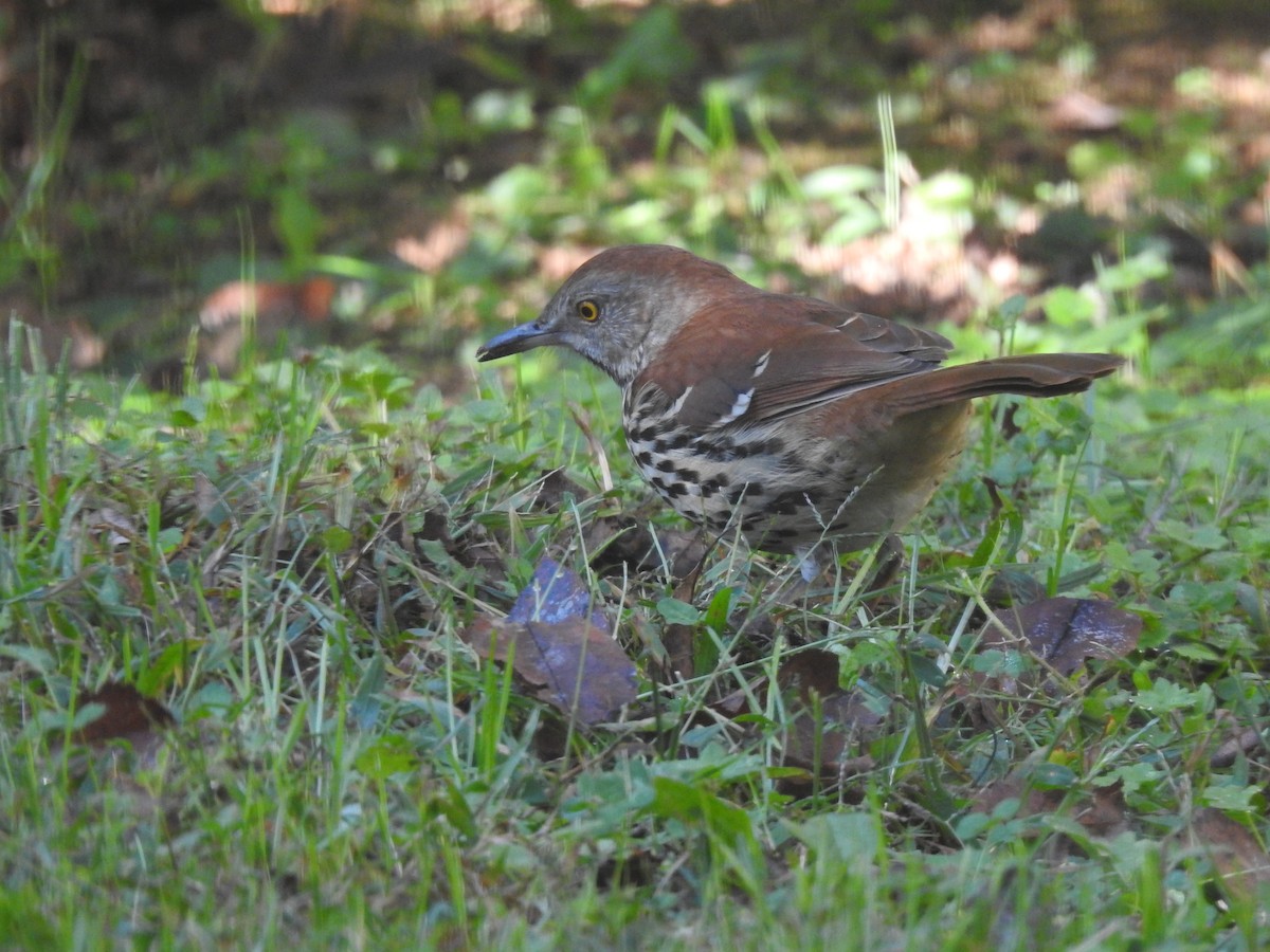 דשוש חום - ML644758556