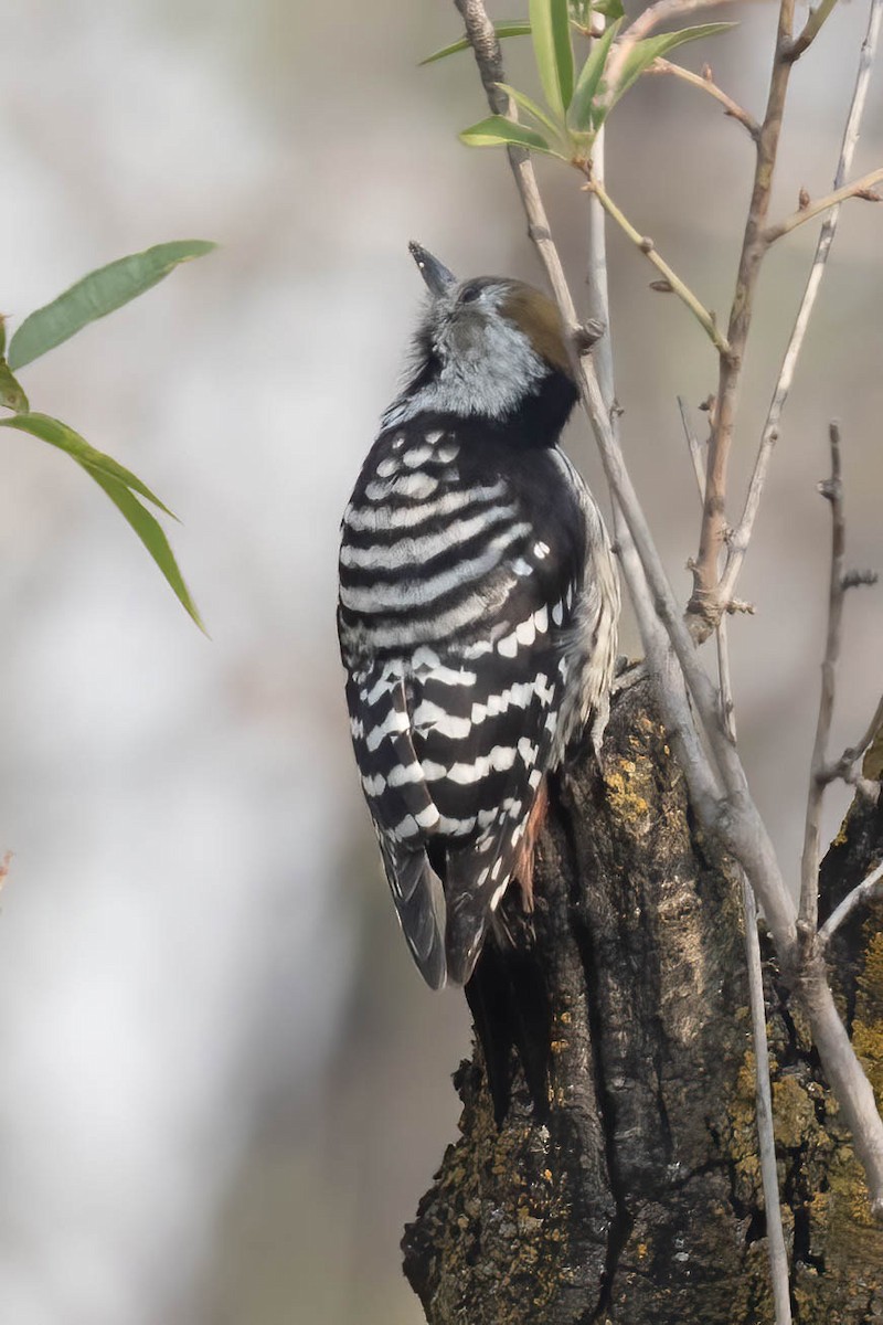 Brown-fronted Woodpecker - ML644758559