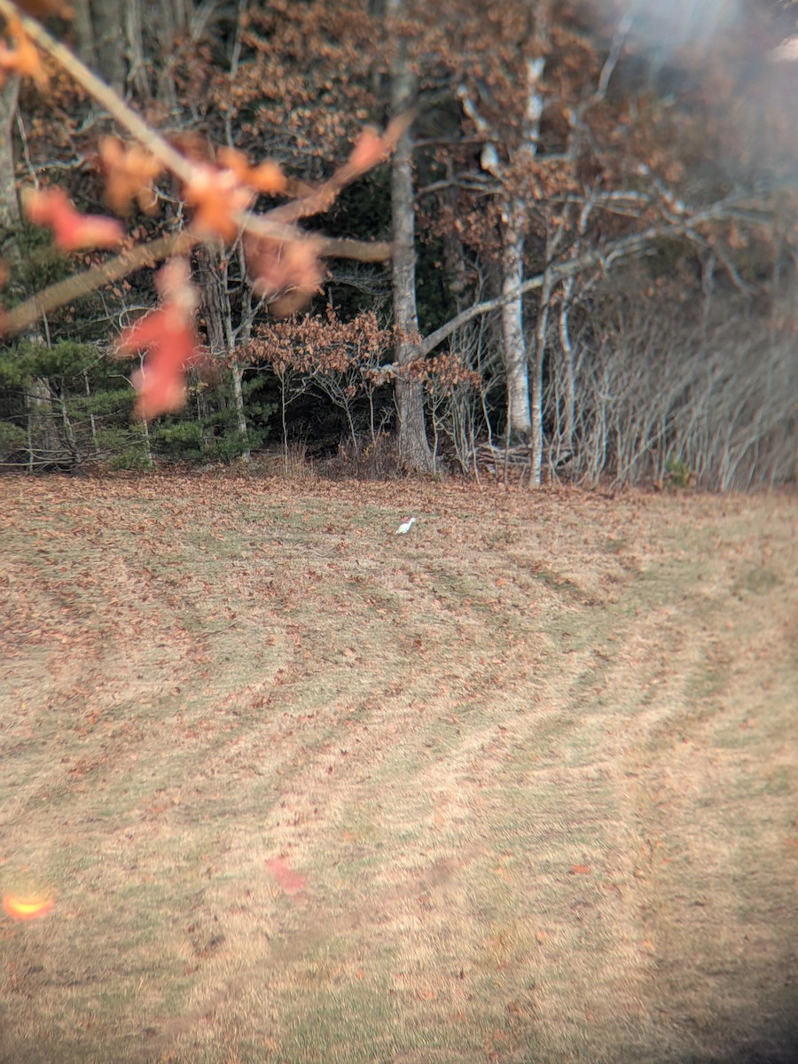 Héron garde-boeufs - ML644758568