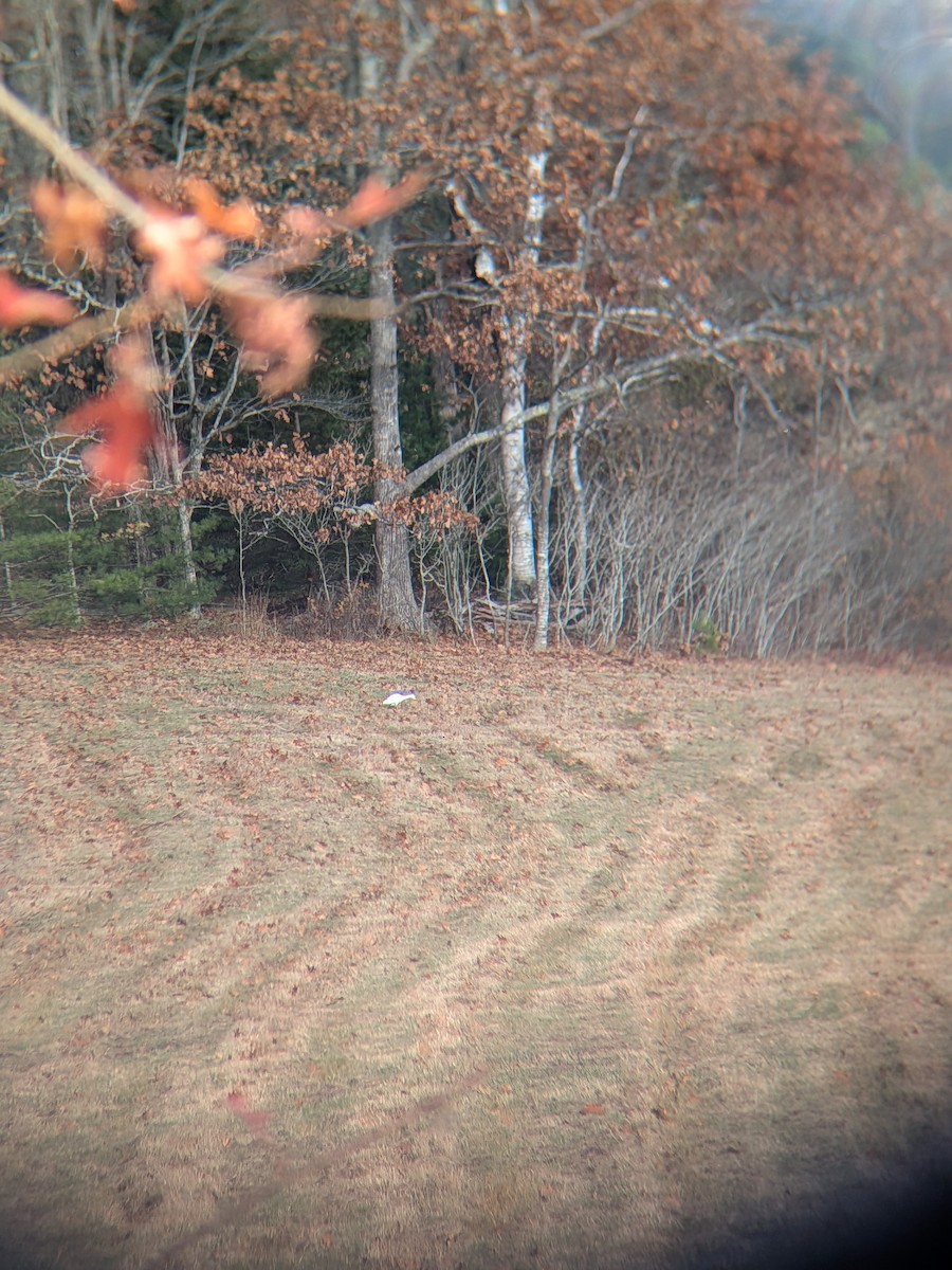 Héron garde-boeufs - ML644758569