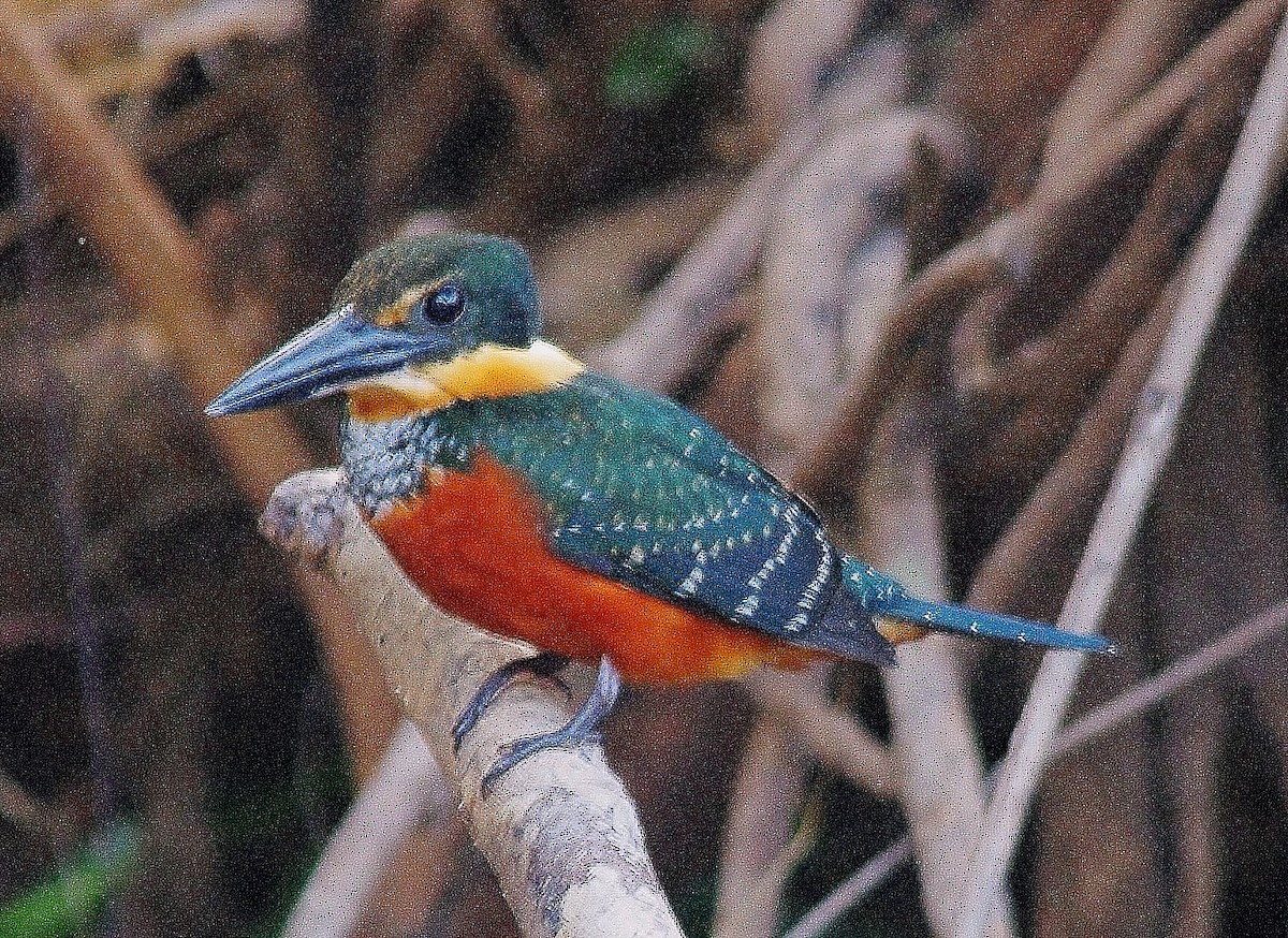 Green-and-rufous Kingfisher - ML644758573