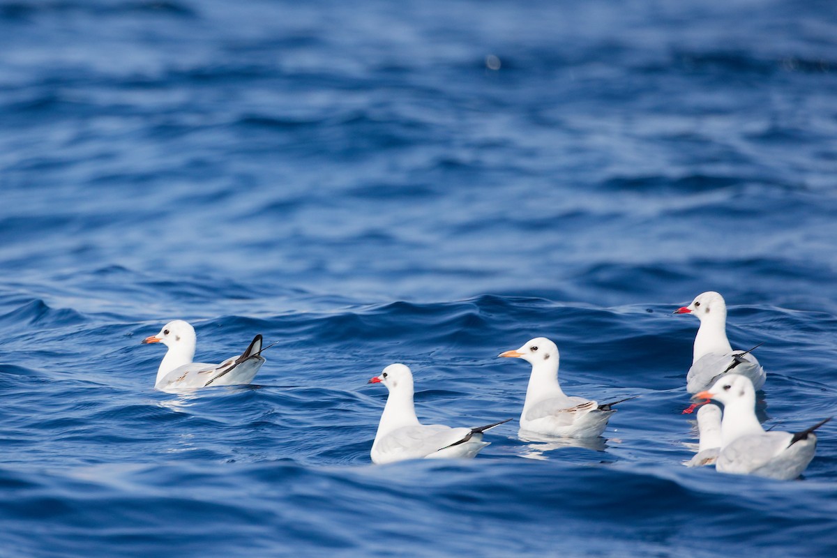 Goéland railleur - ML644758574